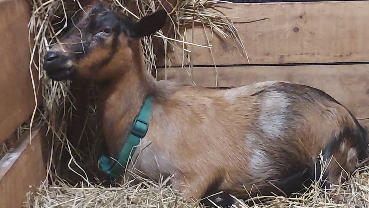 Passion gave birth on October 7th, the last Kids of 2024 