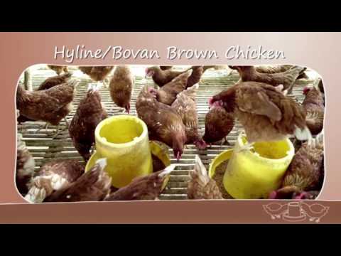 Magnolia Brown Eggs AVP