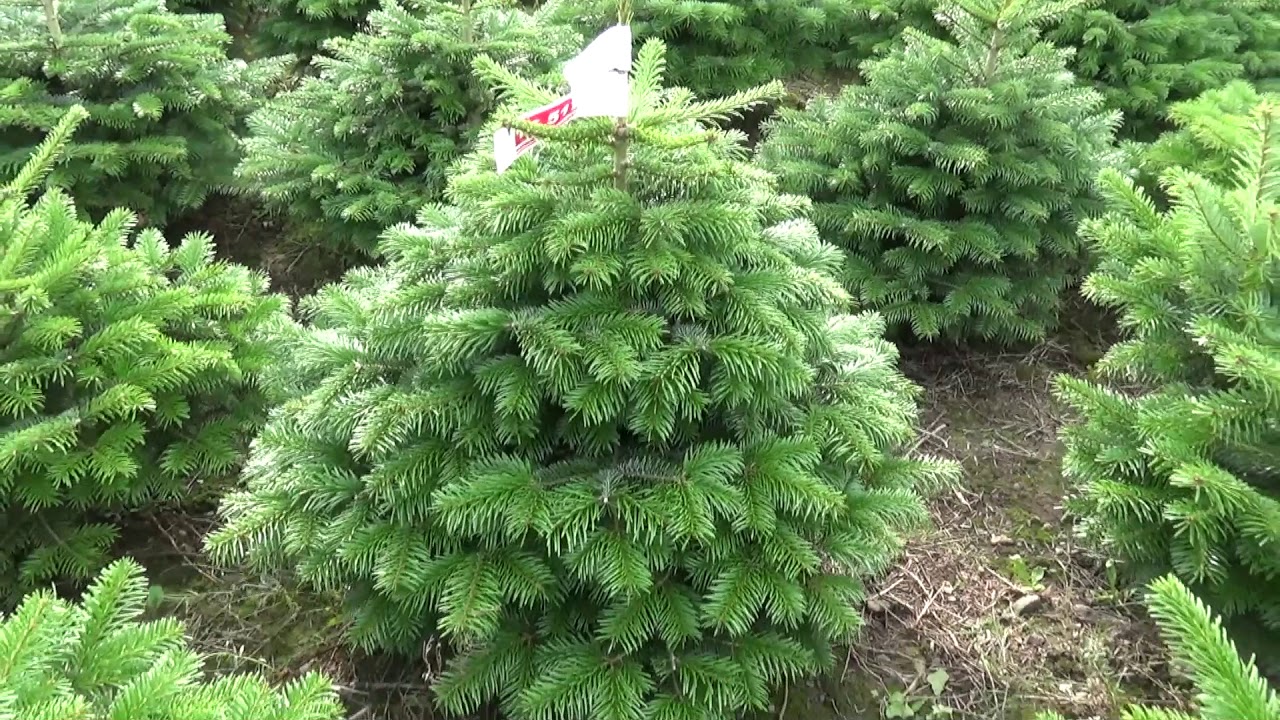 16517 Пихта Нордмана срезанная