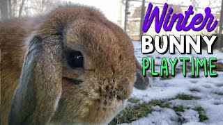Winter Bunny Playtime - Bunnies Play In The Snow