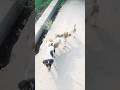 Chin tapak dhum dhum...🐕🥰#2026#funny #com #comedy #fun #cute puppies #pets #doglovers#youtubeshorts