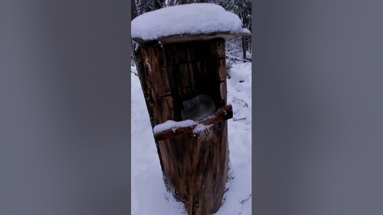Солонец для лосей - YouTube
