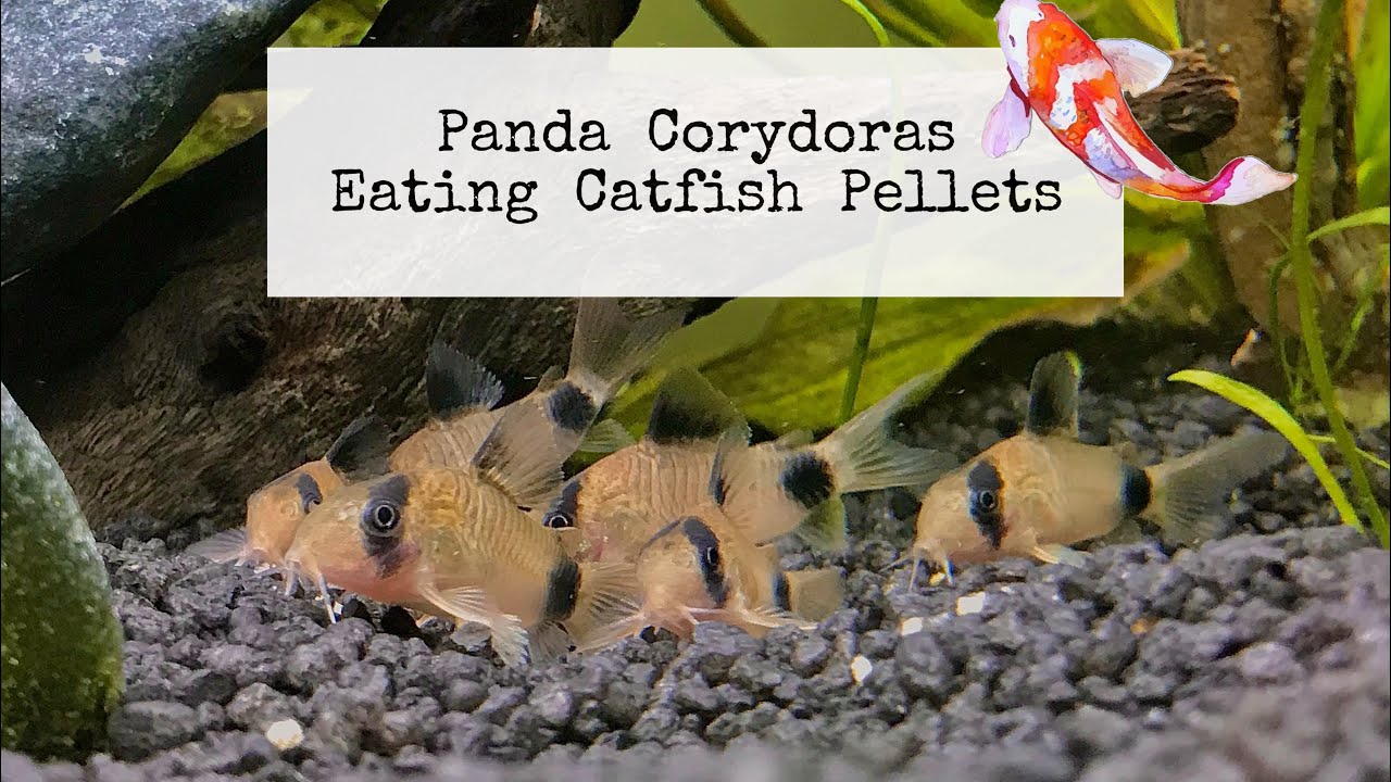 Corydoras Catfish Eating Catfish Pellets YouTube