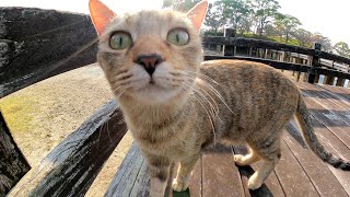 好奇心旺盛な子猫の兄弟が公園を探検する