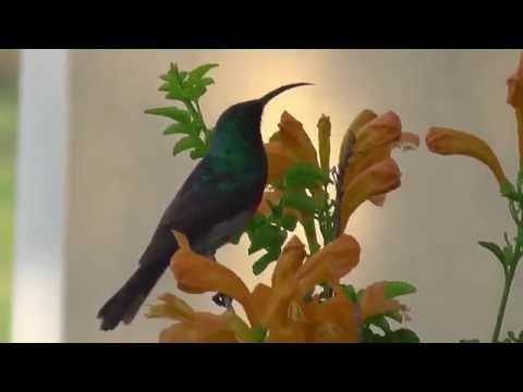 Sunbirds - Nektarvögel