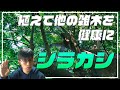 【樹木解説】シラカシ　植えて他の雑木を健康に！定番樹種　生垣にもおすすめ！