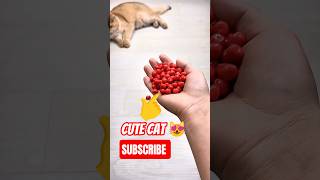 Reverse Magic Beads Cat   Super Satisfying Cute Cat Asmr Sound 