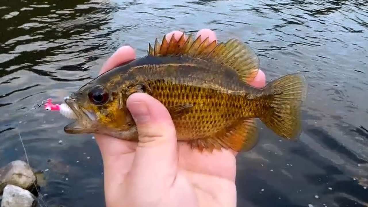 Catching Fish Below The Dam YouTube
