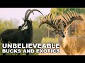 Leading The Way with Exotics AND Whitetails | Mossy Rock Whitetails