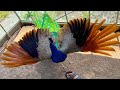 頭おかしいクジャクに襲われた