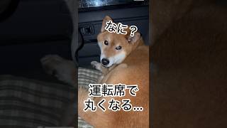 ’26.4.15 力丸は、歩いて・守って・丸くなる… #柴犬 #shibainu #柴犬のいる暮らし #柴犬の日常 #お散歩 #車中泊犬 #力丸