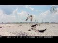 Crab Bank Seabird Sanctuary Nesting Season 2022 Highlights