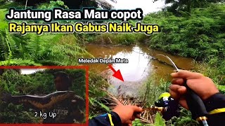 Sambaran Ikan Gabus Monster 2kg Bikin Jantungan‼️Joran Ultralight Murah Carbon Solid