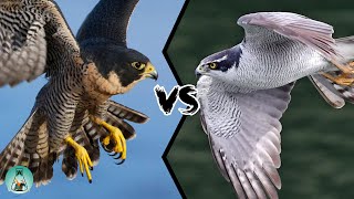 PEREGRINE FALCON VS GOSHAWK  Which is the strongest?