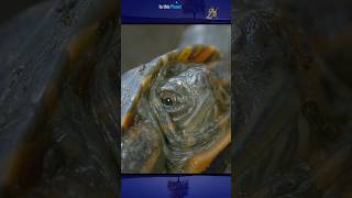 Wildlife story! The world's most northerly turtle #shorts