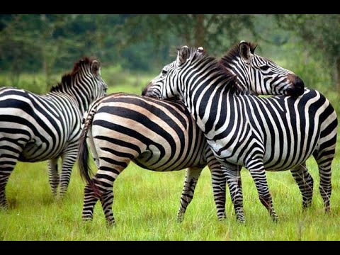 Game drive safari in Lake Mburo National Park Uganda