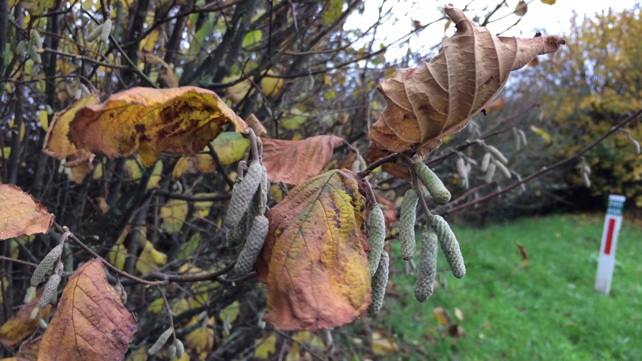 Common Hazel (Corylus avellana) - leaves & male catkins - November 2017