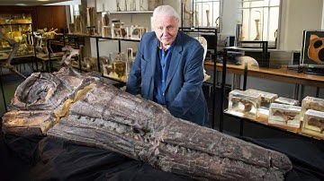 Why Did This 180-Million-Year-Old Fossil TERRIFY Paleontologists? Documentary