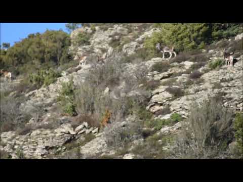 (VIDEO) Sardegna, un branco di mufloni nella zona di Perda de Liana
