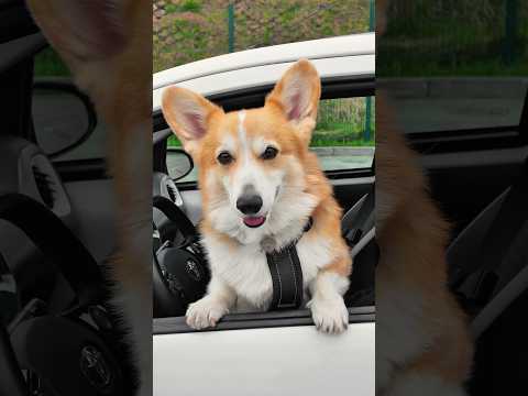 Первый корги автообзорщик представляет: Тойота Айго — маленький зверёк с большим стилем!