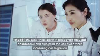 OCRL1 R318H mutation triggers kidney cell dysfunction in Dent-2 disease