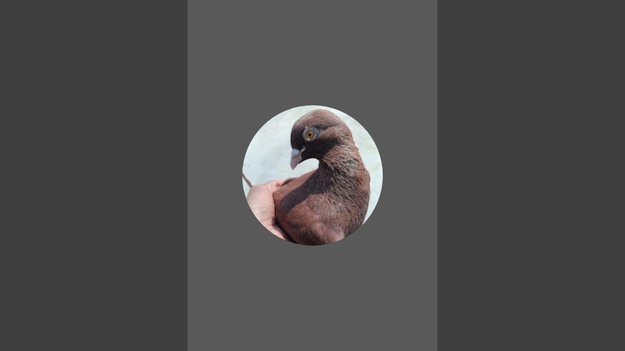 MR-WASEEM-12 is live