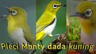 Suara Pleci Monty dada kuning ngerol isian | mencari pleci monty betina | zosterops Montanus