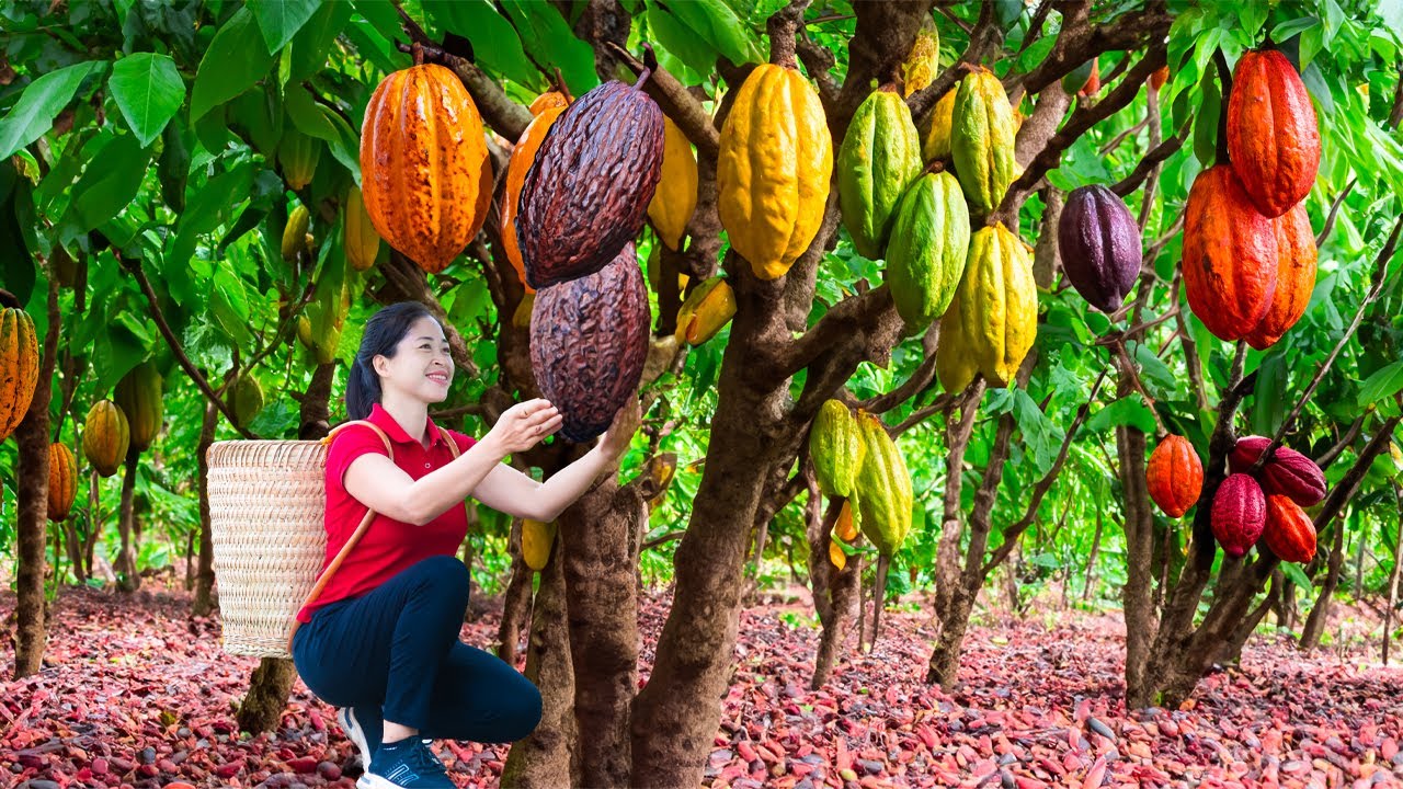 Harvest Red Cacoa Pod & Goes To Market Sell | Harvesting And Cooking | Lý Song Ca