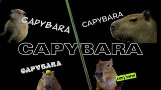 1 capybara lyric video capybaras  song