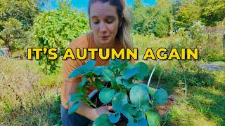 We're Gonna Need Another Basket (it's autumn again)