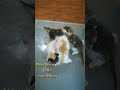 4 little kitten #newborn #shorts