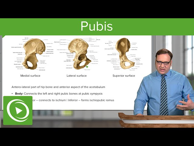 Pubis: Superior & Inferior Pubis – Anatomy