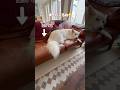 大型犬によるママの正しい待ち方【ホワイトシェパード】　#shorts