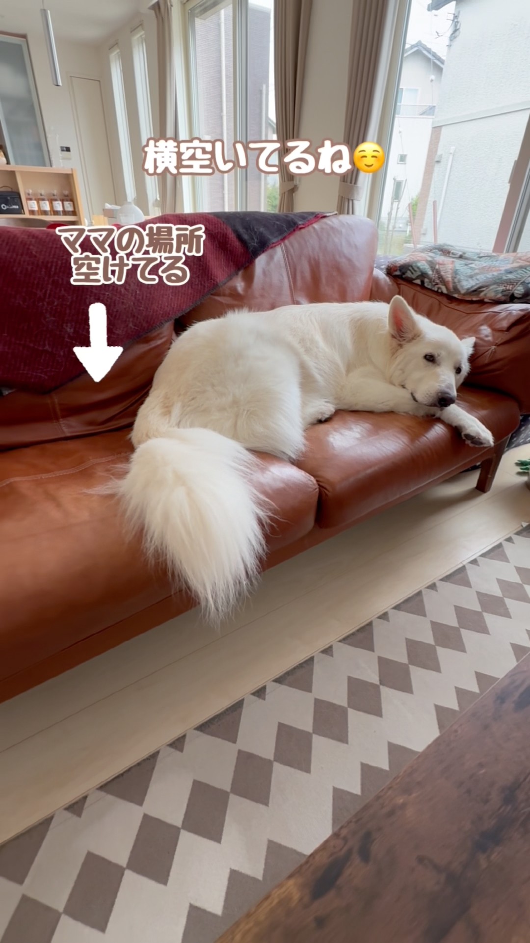 The correct way for a large dog to wait for its mother [White