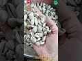 Cowrie Kaudi Cowry Natural Sea Shell White Kodi Kawri क ड Cowrie Kaparda Jayherbs Cowrie Kaudi Cowry Natural Sea Shell White Kodi Kawri क ड Cowrie Kaparda Jayherbs