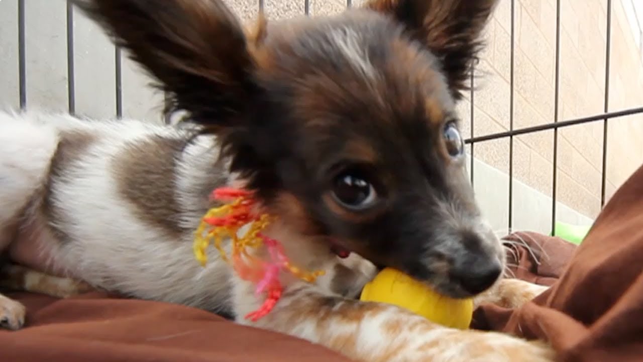 puppy paradise Cute Party Girl Has the Biggest Ears | The Daily Puppy