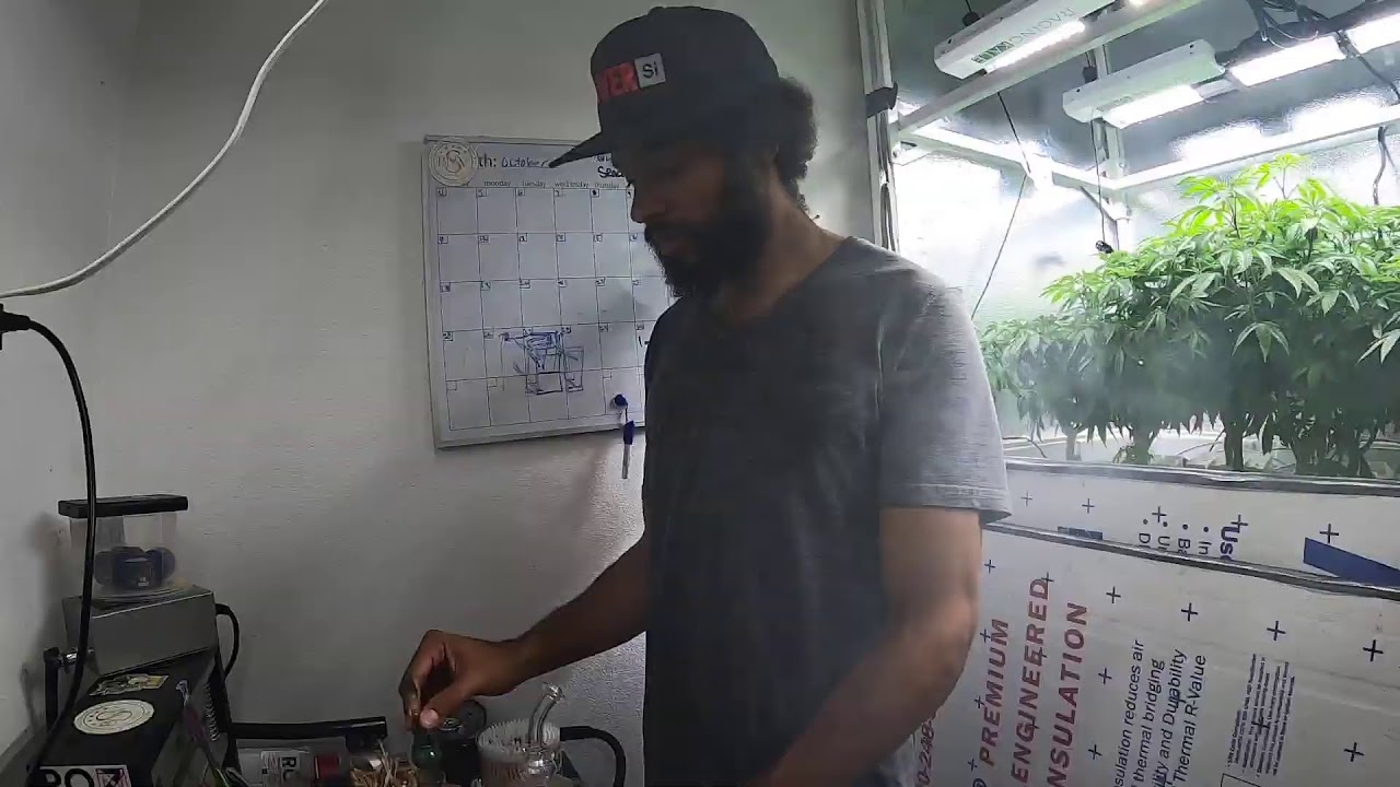 The Daily Dab - AlienOG & Mendobreath update