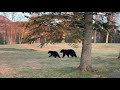 Bear and Cub Playing