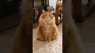 His silence was so loud ? cute cutecat animals cat pets cuteanimals funny catvideos