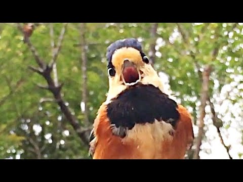 ペットのように可愛い野鳥 なぜヤマガラは大きな鳴き声で鳴き散らかすのか とりのる Youtube