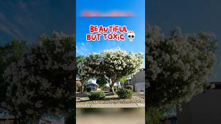 Beautiful But Toxic: Oleander 🌱⚠️☠️ #plants #toxic #gardening #pets #oleander