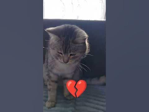 мой кот блин - YouTube