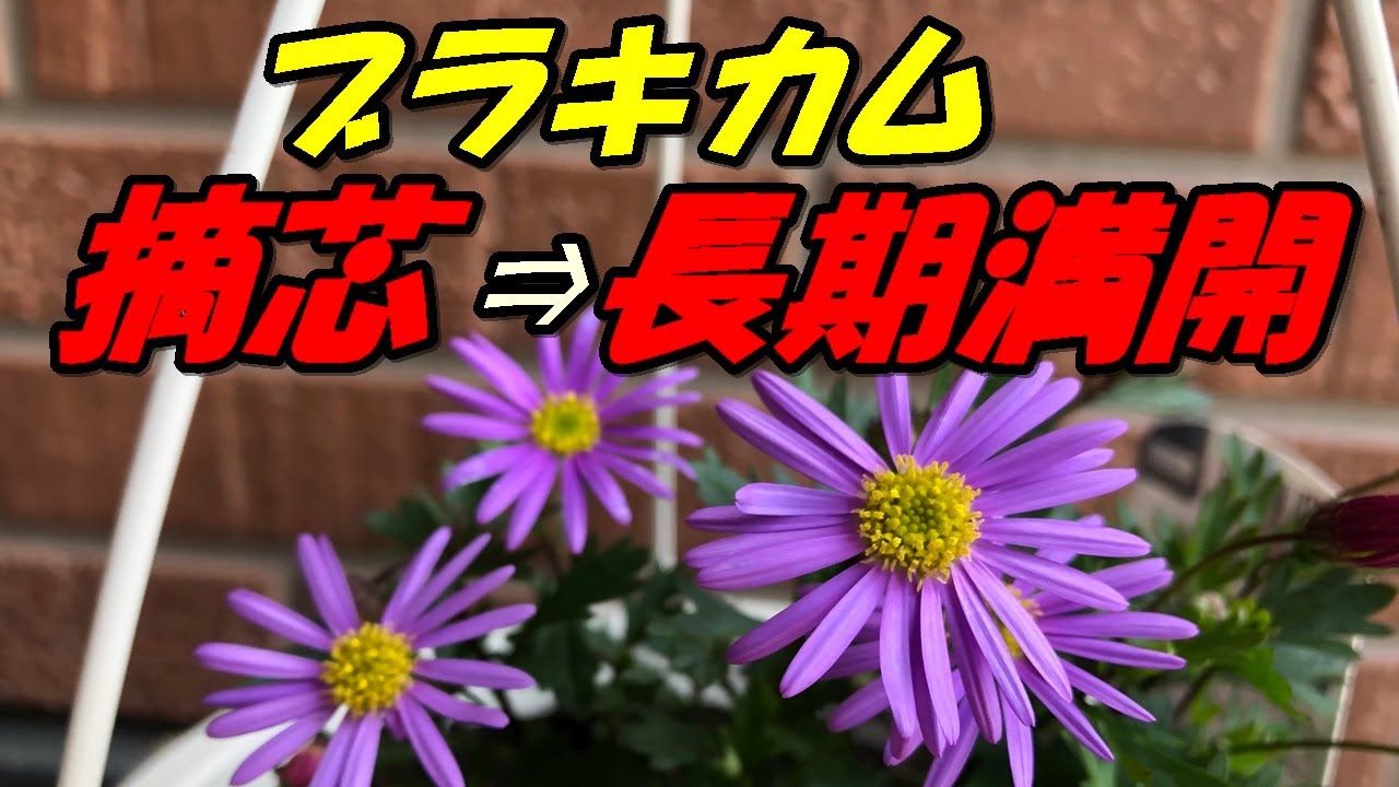 花 ブラキカムの育て方 摘芯 Youtube