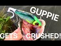 Pike Fishing with the StrikePro Guppie Jr! (it gets hammered)