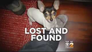 Missing Dog Found More Than A Year Later In Florida