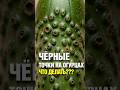 Чёрные точки на огурцах. что делать? #дача #сад #огород #огурцы