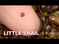 Little snail