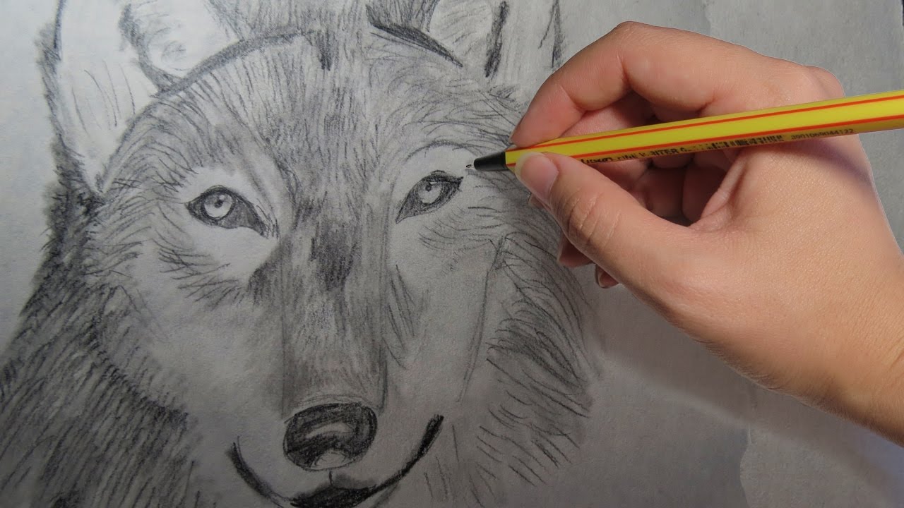 COMO DIBUJAR UN LOBO REALISTA A LAPIZ: paso a paso facil - thptnganamst.edu.vn