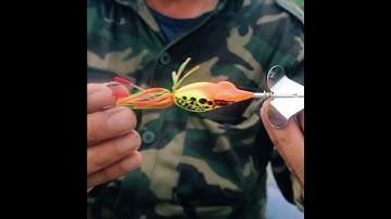 Cách chế mồi câu săn cá Lóc Bông#Shorts