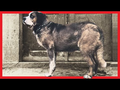 Video: SAINTS Dog Hospice